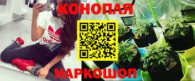 шишки Коммунар