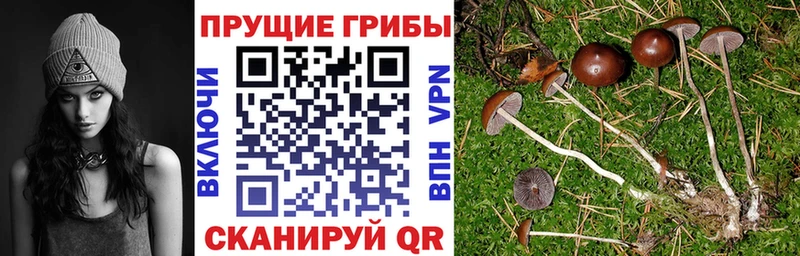 Галлюциногенные грибы ЛСД  OMG рабочий сайт  Элиста  где купить наркоту 